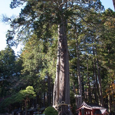 Kitaguchi Hongu Fuji Sengen (Fujiyoshida), Cèdre sacré