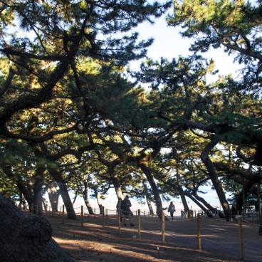 Miho no Matsubara (Shizuoka), Forêt de pins au bord de la plage