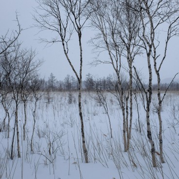 Senjogahara (Nikko), le marais en hiver 3