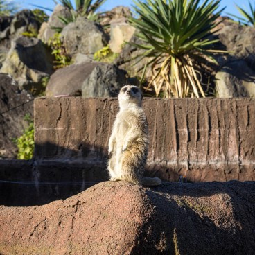 Zoo Shaboten d'Izu, Enclos des suricates