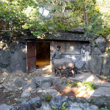 Zoo Shaboten d'Izu, Enclos des tapirs