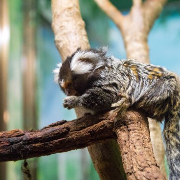 Zoo Shaboten d'Izu, Petit primate