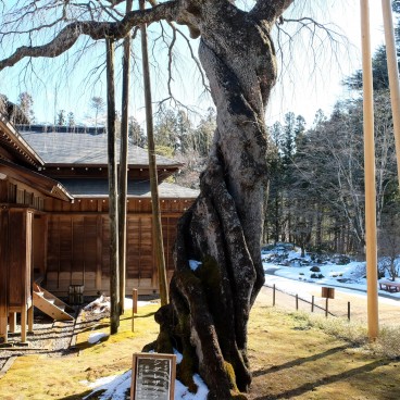 Villa Impériale Tamozawa à Nikko, Vue sur les bâtiments et un shidare zakura en hiver 