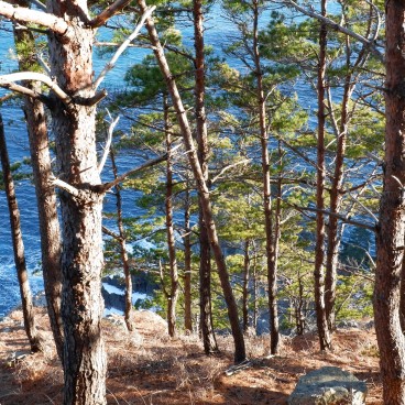 Falaises de Kitayamazaki (Tohoku), Vue sur les pins et l'océan