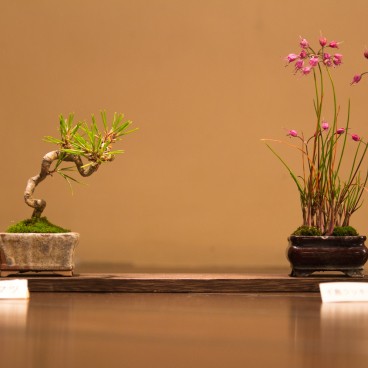 Bonsaï au parc Memorial Showa