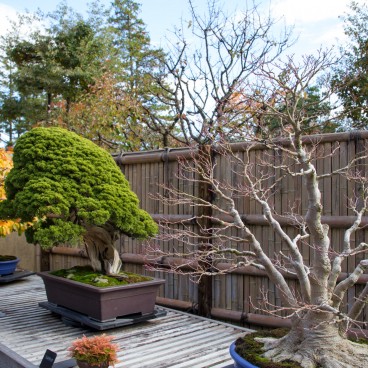 Bonsaï au parc Memorial Showa 2