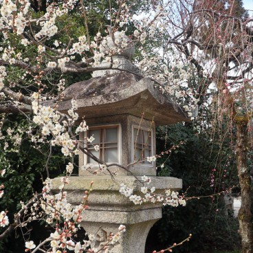Pruniers au Kitano Tenmangu en février (Kyoto)