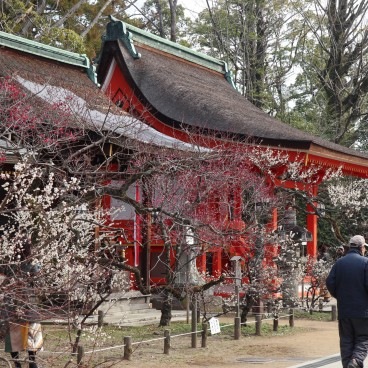 Pruniers au Kitano Tenmangu en février (Kyoto) 2
