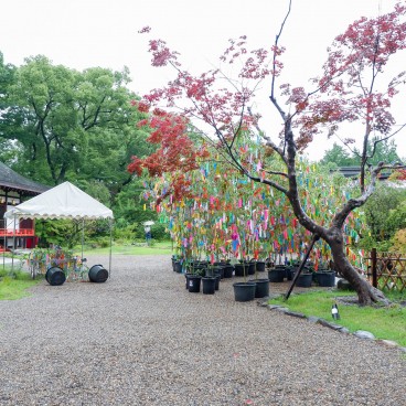 Bambous décorés pour Tanabata le 7 juillet au Kitano Tenmangu