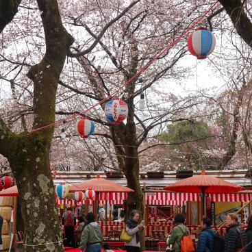 Hirano Sakura Matsuri au sanctuaire fin mars et début avril 2