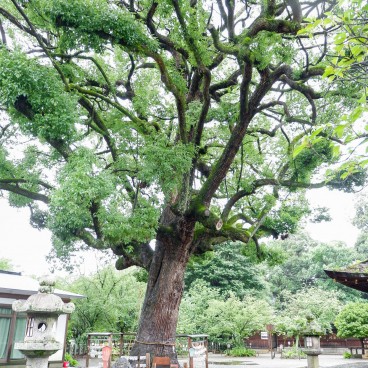 Arbre sacré au sanctuaire Hirano-jinja (Kyoto)