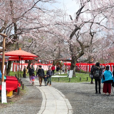Hirano Sakura Matsuri au sanctuaire fin mars et début avril