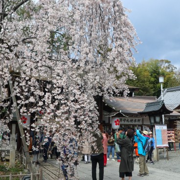 Cerisier pleureur en fleurs au sanctuaire Hirano-jinja fin mars et début avril