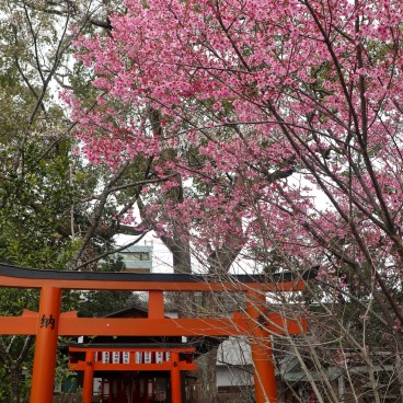 Cerisier précoce Kawazu-zakura en fleurs au sanctuaire Hirano-jinja fin mars