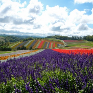 Biei (Hokkaido), Champs de fleurs de Shikisai-no-oka