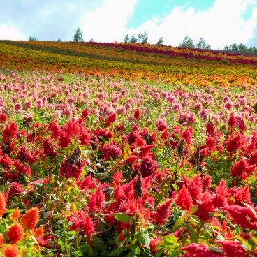 Biei (Hokkaido), Champs de fleurs de Shikisai-no-oka 2