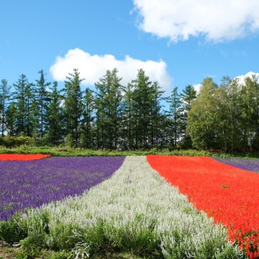 Biei (Hokkaido), Champs de fleurs de Shikisai-no-oka 3