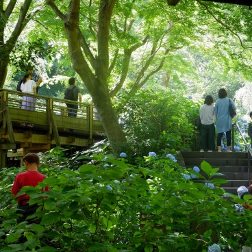 Pont en bois et hortensias au Meigetsu-in (Kamakura)