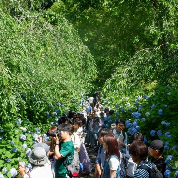 Meigetsu-in et hortensias Ajisai en juin 7