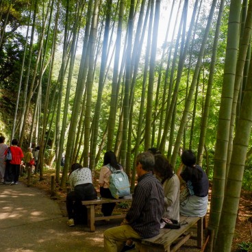 Forêt de bambou au Meigetsu-in (Kamakura) 2