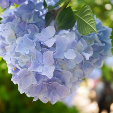 Hortensia bleu Hime Ajisai au Meigetsu-in (Kamakura)