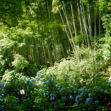 Forêt de bambou et hortensias au Meigetsu-in (Kamakura)