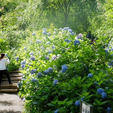 Meigetsu-in et hortensias Ajisai en juin 2