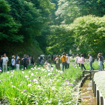 Floraison des iris au jardin intérieur du Meigetsu-in en juin