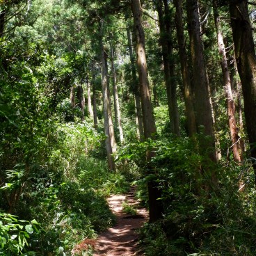 Chemin de randonnée Tenen en forêt au nord de Kamakura