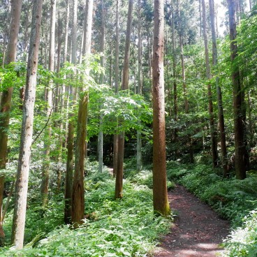 Chemin de randonnée Tenen en forêt au nord de Kamakura 2