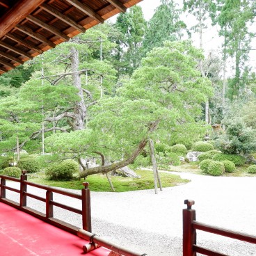Manshu-in (Kyoto), jardin sec en été et pin quadricentenaire vu du Daishoin