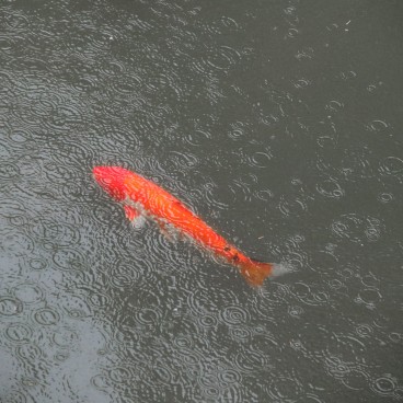Carpes koi au Usa-jingu