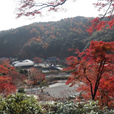 Erables rouges en novembre au temple Katsuo-ji à Minoh (Osaka) 5