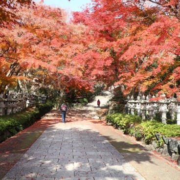 Erables rouges en novembre au temple Katsuo-ji à Minoh (Osaka) 