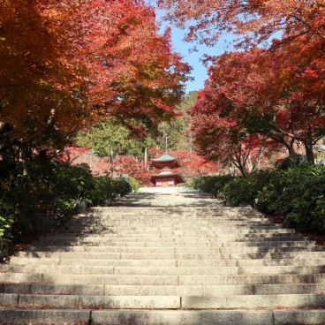 Erables rouges en novembre au temple Katsuo-ji à Minoh (Osaka) 2