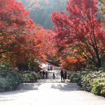 Erables rouges en novembre au temple Katsuo-ji à Minoh (Osaka) 3
