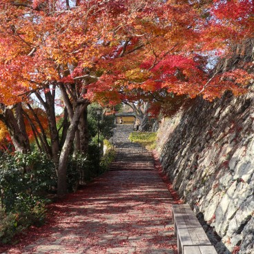 Erables rouges en novembre au temple Katsuo-ji à Minoh (Osaka) 4