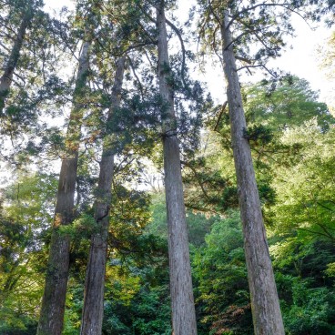 Eihei-ji (Fukui), Vue sur la forêt