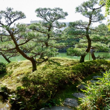 Jardin Yokokan (Fukui), Pins sur le chemin de promenade