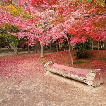 Forêt d'érables japonais au temple Heirin-ji (Saitama)