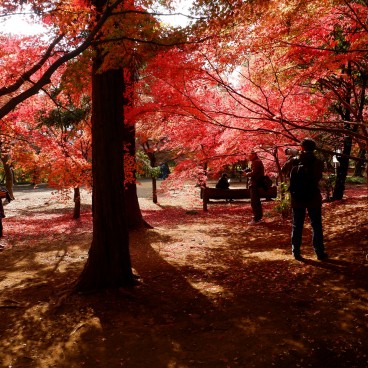 Forêt d'érables japonais au temple Heirin-ji (Saitama) 2