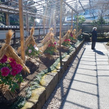 Ueno Toshogu (Tokyo), jardin de pivoines d'hiver Botan-en en janvier et février