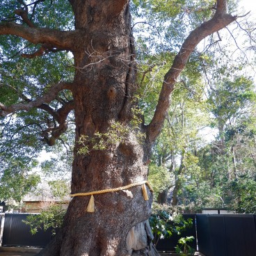 Arbre sacré du sanctuaire Ueno Toshogu