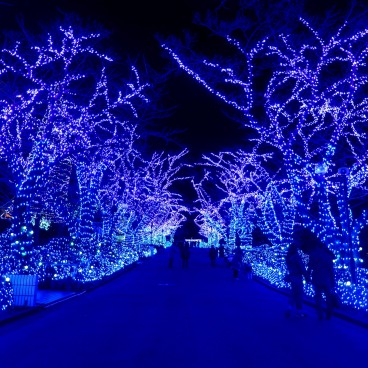 Allée illuminée en hiver au parc Yomiuriland