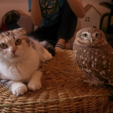 Café Hukulou : bar à chat et à chouette à Nakazaki-cho (Osaka)