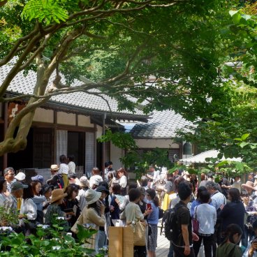 Meigetsu-in (Kamakura), foule touristique pendant la floraison des hortensias (juin 2018)