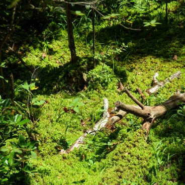 Espace forestier du marais de Tadewara (Oita) 4