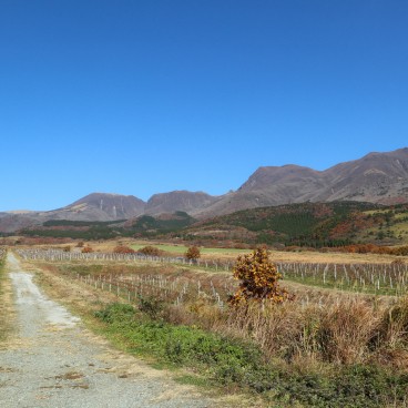 Taketa (Oita), paysage de vignes avec vue sur les monts Kuju
