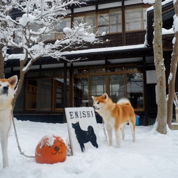 Entrée de maison Enishi avec chien Akita-inu à Kakunodate