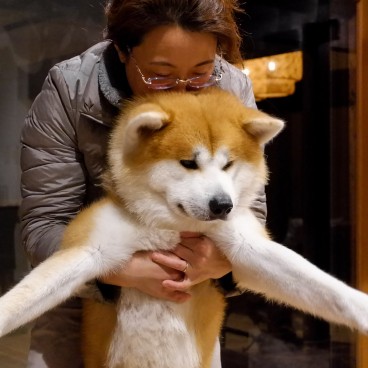 Chiens Akita-inu de maison Enishi à Kakunodate